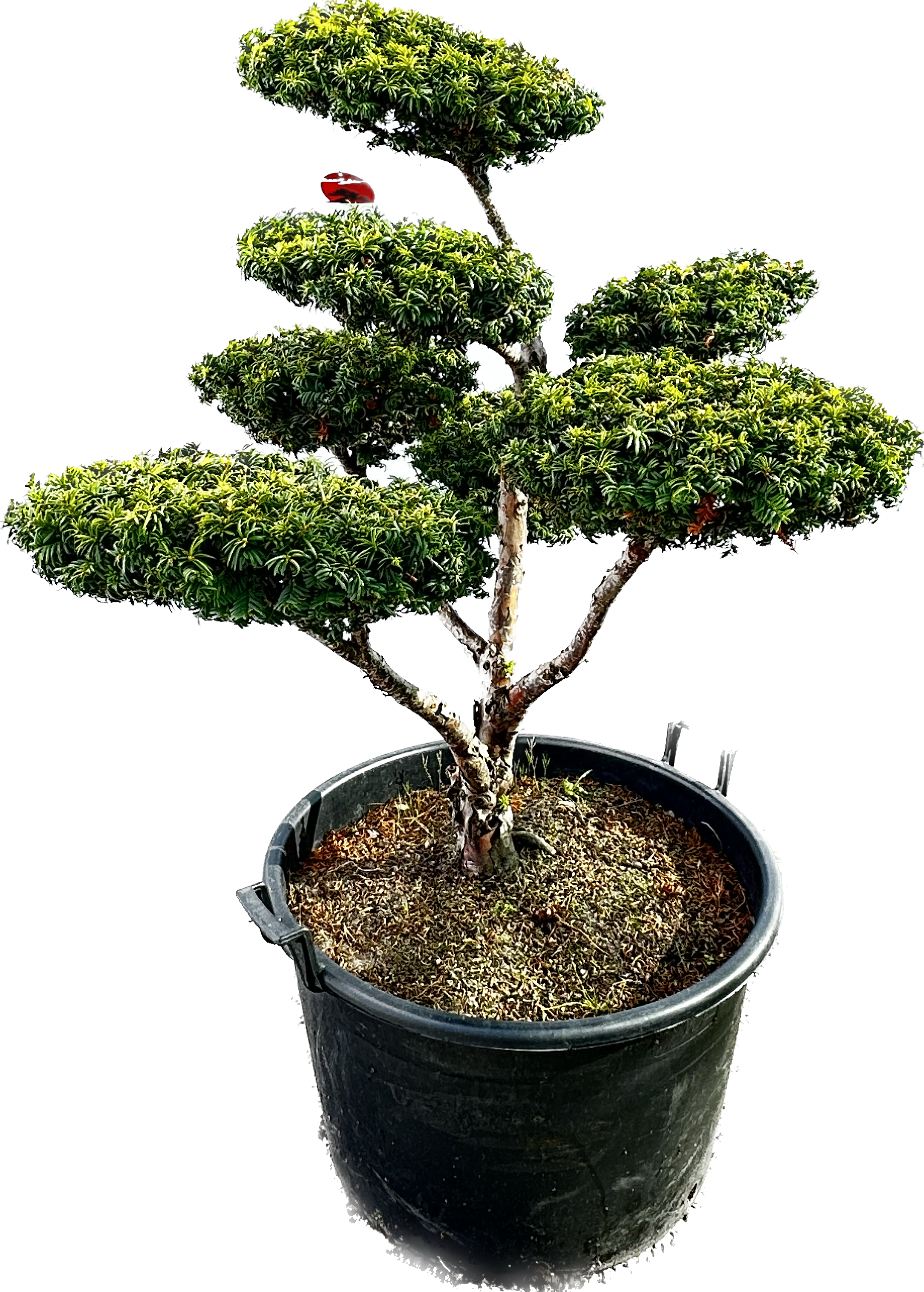 bonsai nara BONSAI