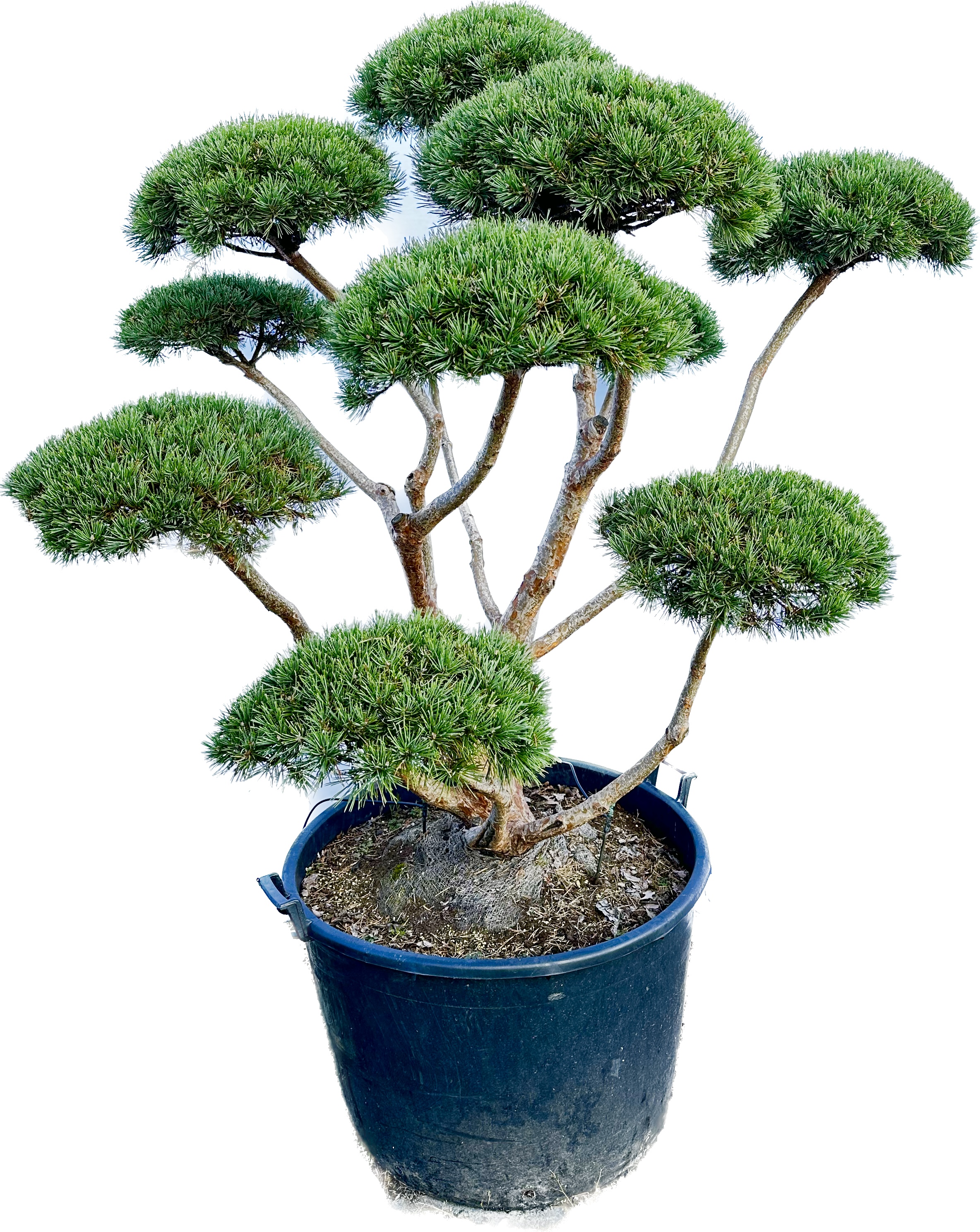 bonsai ficus ginseng umtopfen Ficus 'Ginseng' Bonsai Ø:24 H:70 cm - Pflegeleichter Bonsai main image 0