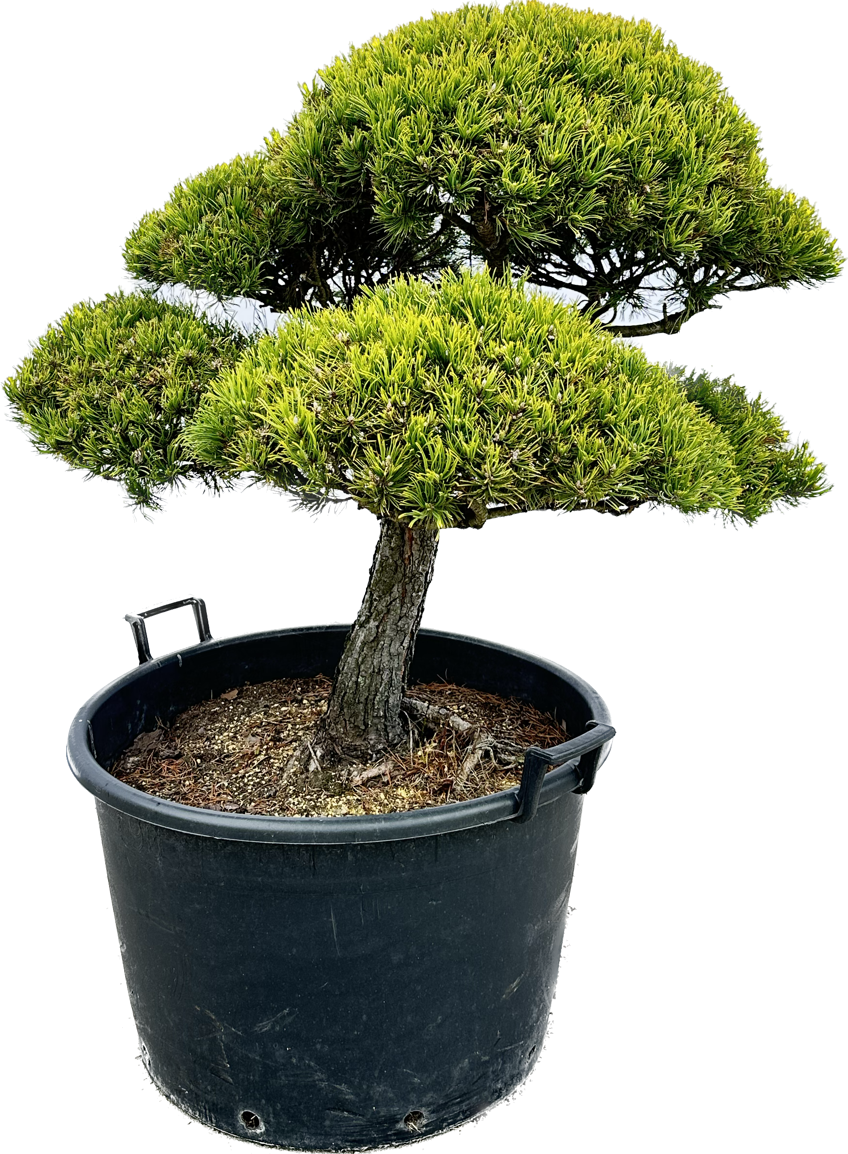 Pinus mugo 'Wintergold' (Sosna grska 'Wintergold') / 6500.00 z - Bonsai  Park - Kielckie Centrum Ogrodnicze