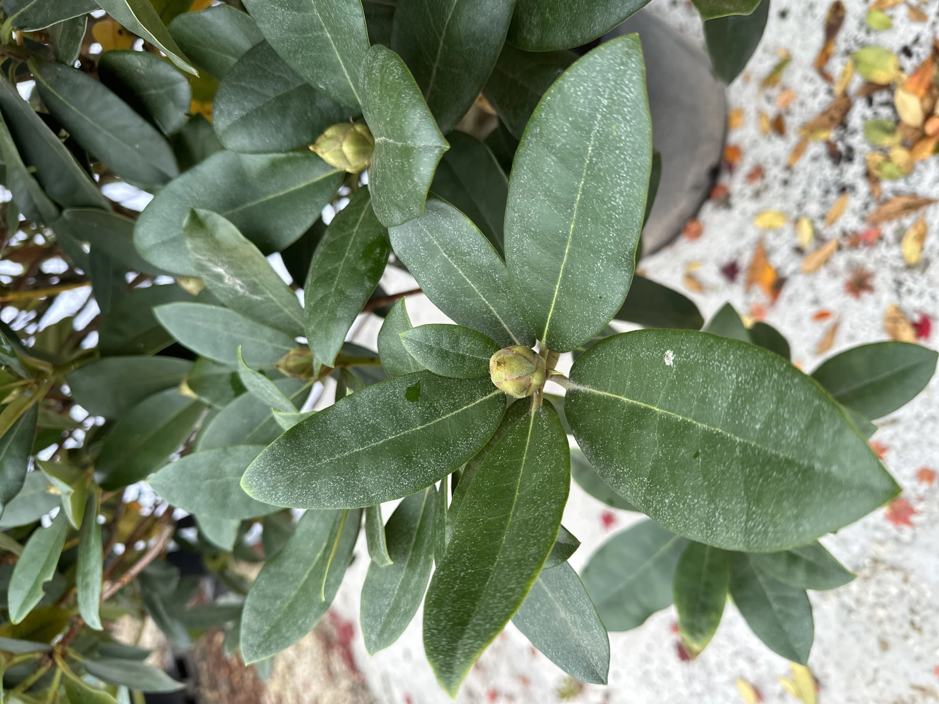 Rhododendron 'Gomer Waterer' (Różanecznik 'Gomer Waterer')