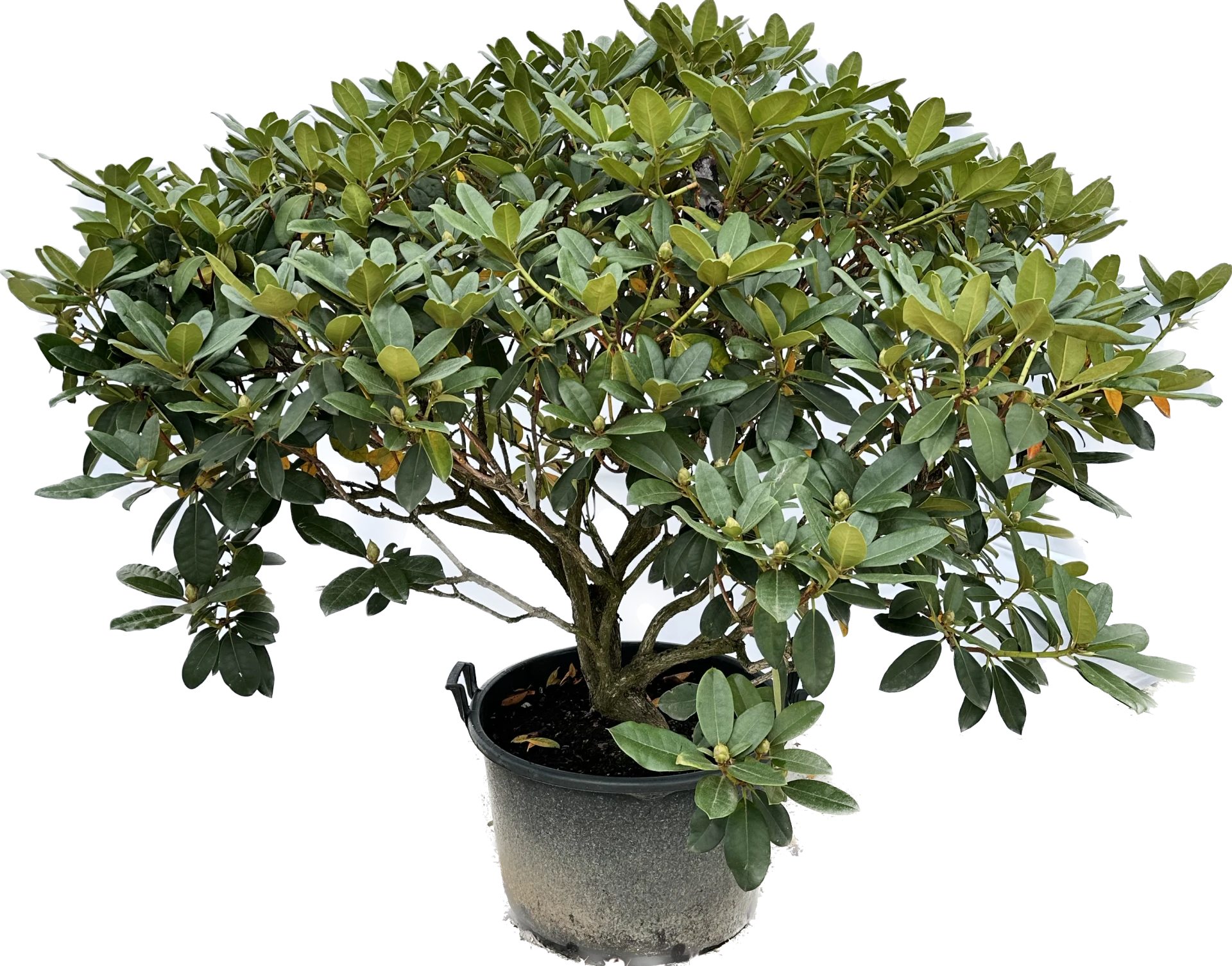 Rhododendron 'Gomer Waterer' (Różanecznik 'Gomer Waterer')