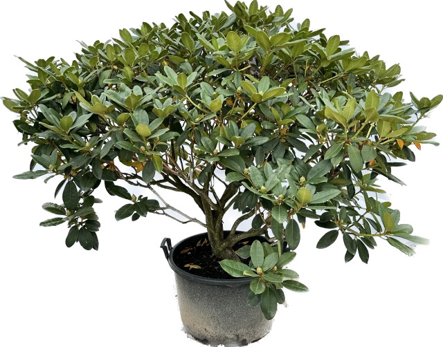 Rhododendron 'Gomer Waterer' (Różanecznik 'Gomer Waterer')