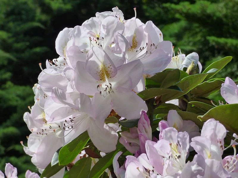 Rhododendron 'Gomer Waterer' (Różanecznik 'Gomer Waterer')