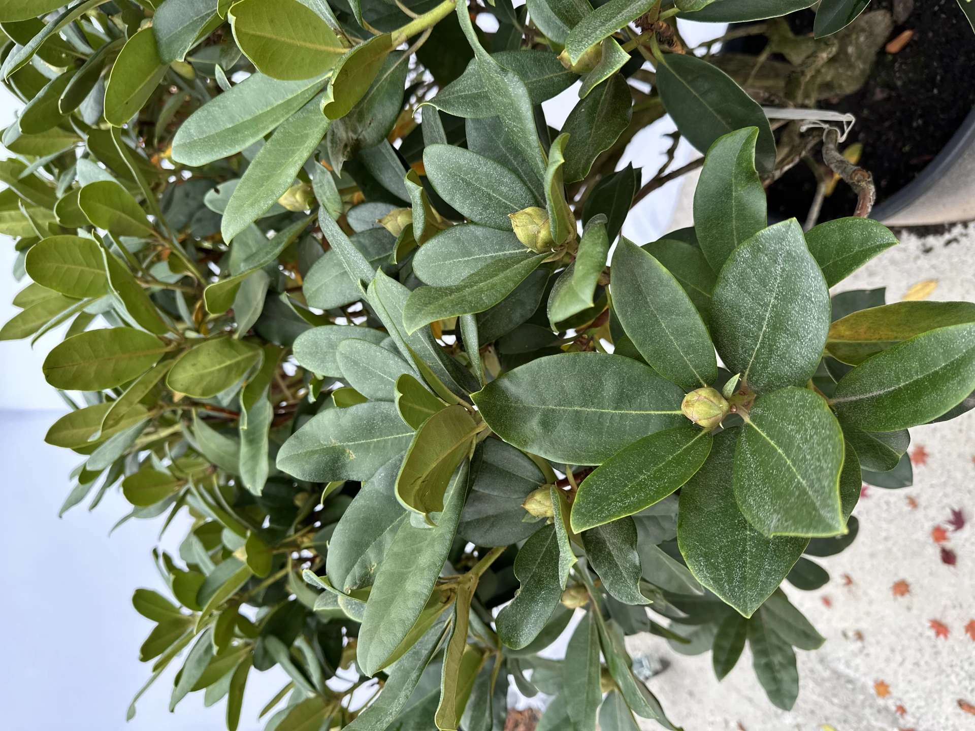 Rhododendron 'Gomer Waterer' (Różanecznik 'Gomer Waterer')