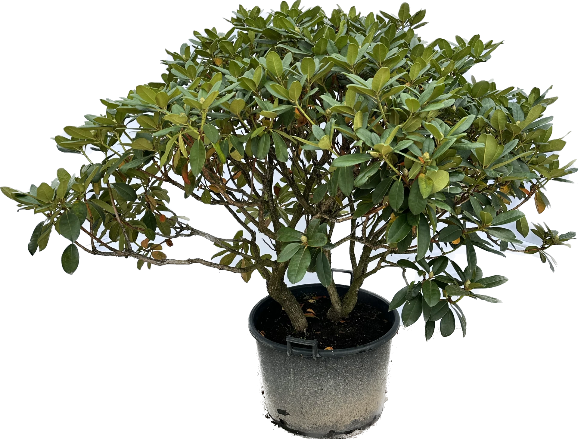 Rhododendron 'Gomer Waterer' (Różanecznik 'Gomer Waterer')
