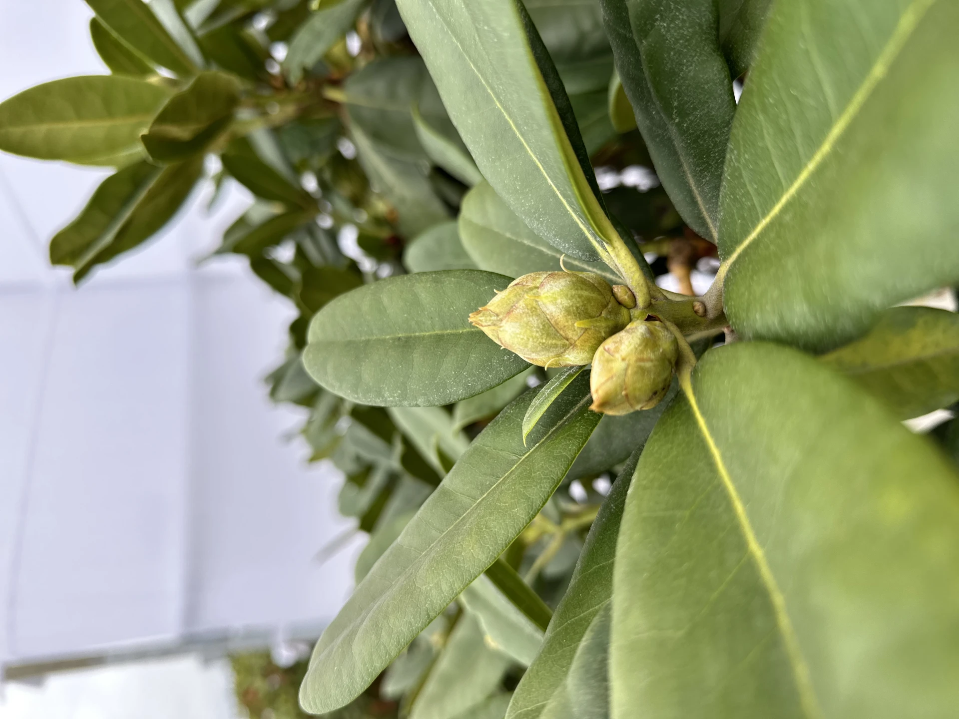 Rhododendron 'Gomer Waterer' (Różanecznik 'Gomer Waterer')