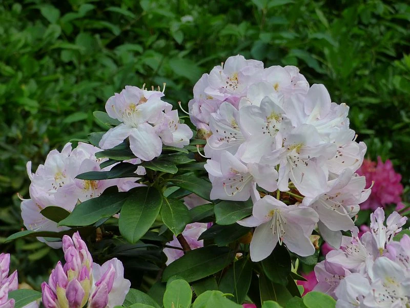 Rhododendron 'Gomer Waterer' (Różanecznik 'Gomer Waterer')