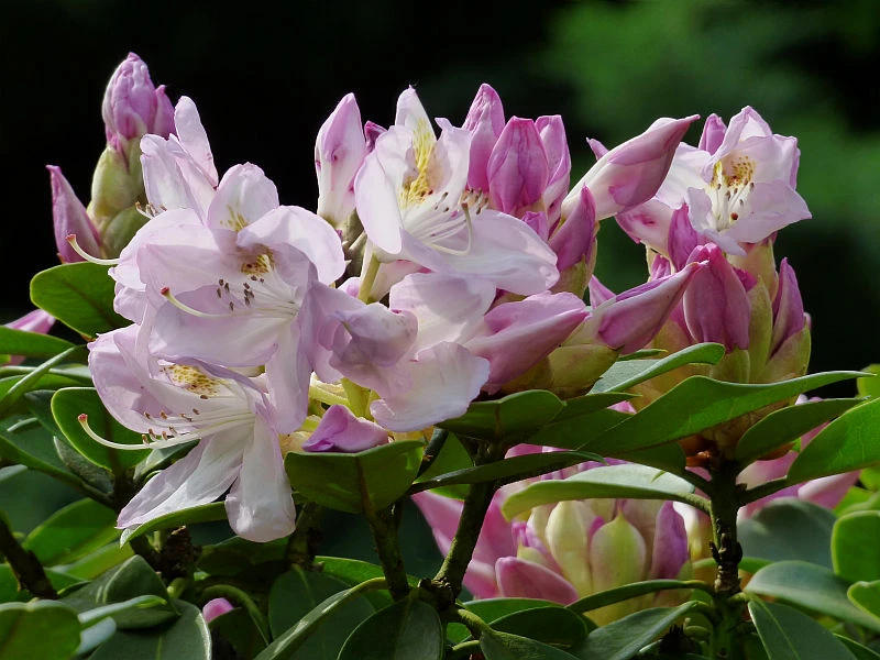 Rhododendron 'Gomer Waterer' (Różanecznik 'Gomer Waterer')