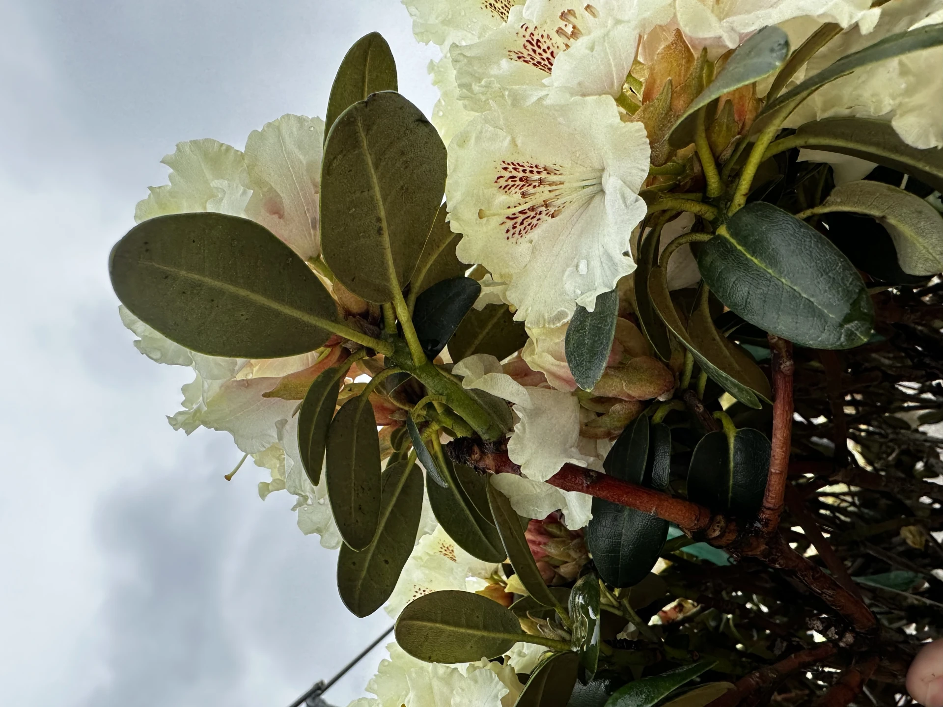 Rhododendron 'Marietta' (Różanecznik 'Marietta')