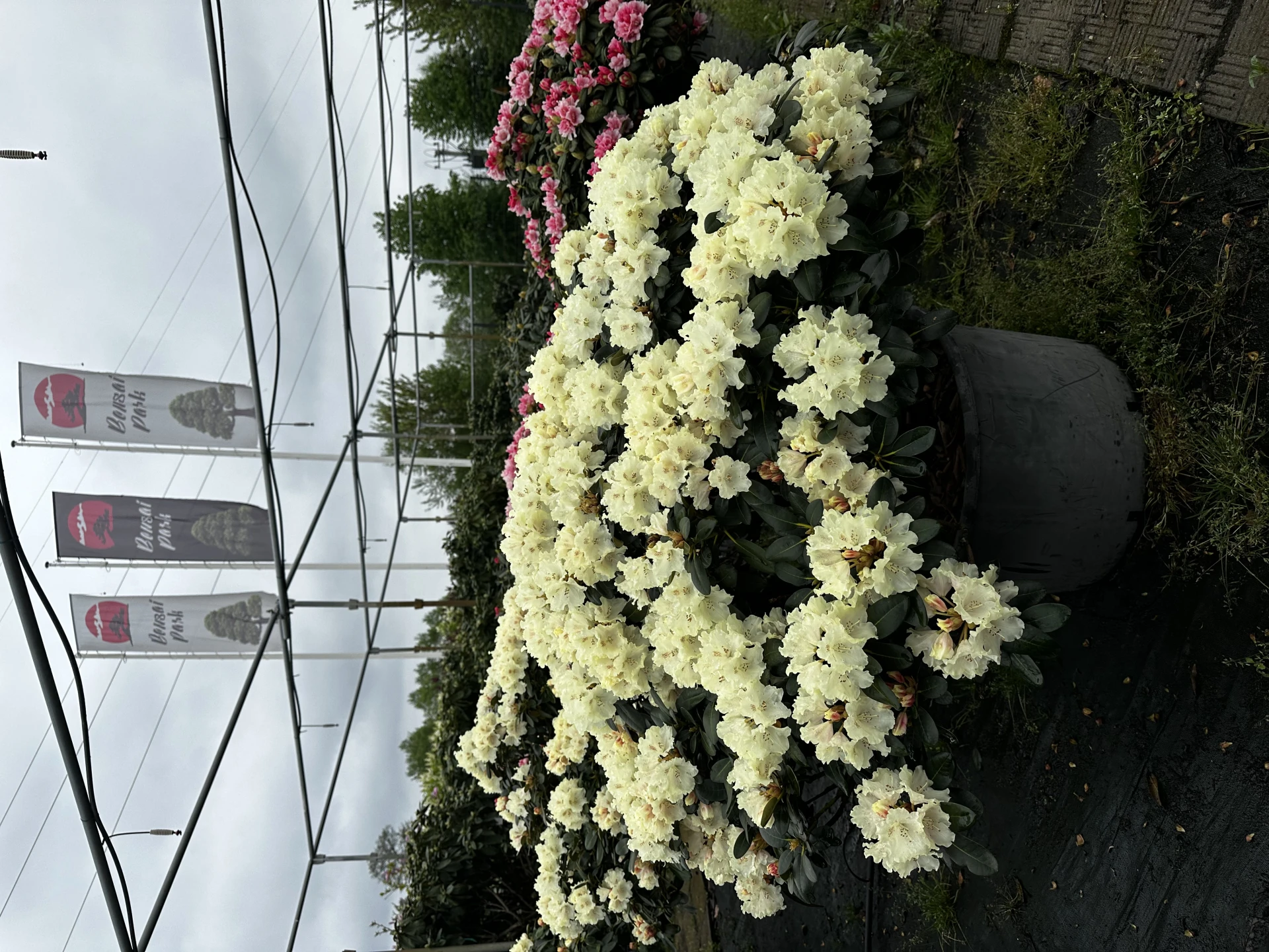 Rhododendron 'Marietta' (Różanecznik 'Marietta')