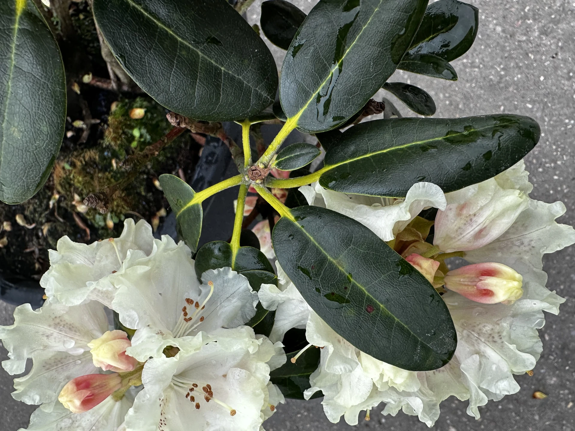 Rhododendron 'Marietta' (Różanecznik 'Marietta')