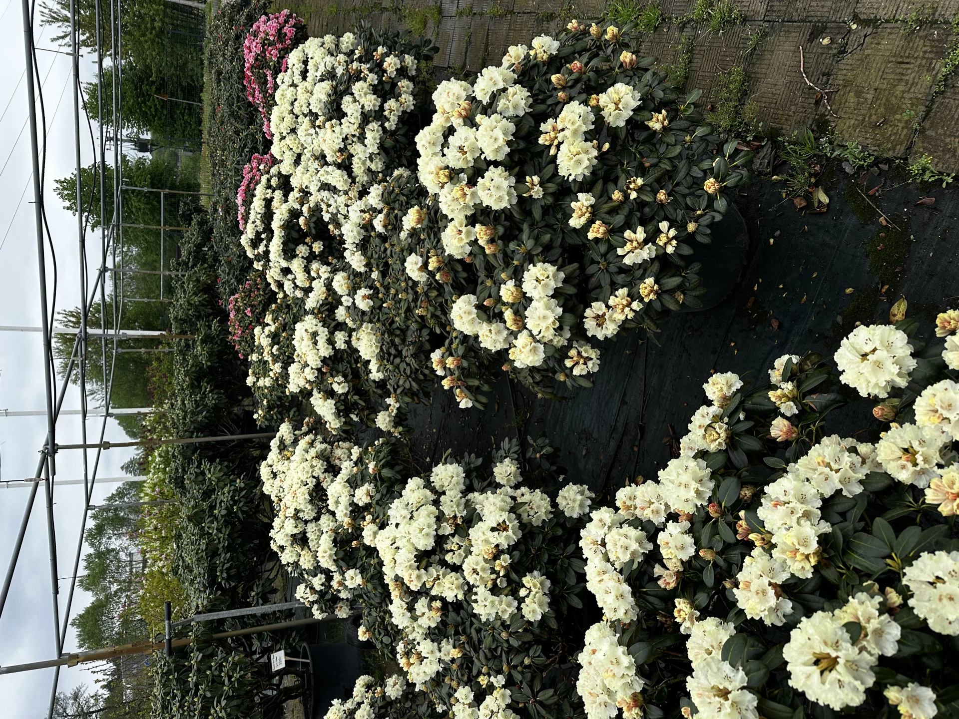 Rhododendron 'Marietta' (Różanecznik 'Marietta')