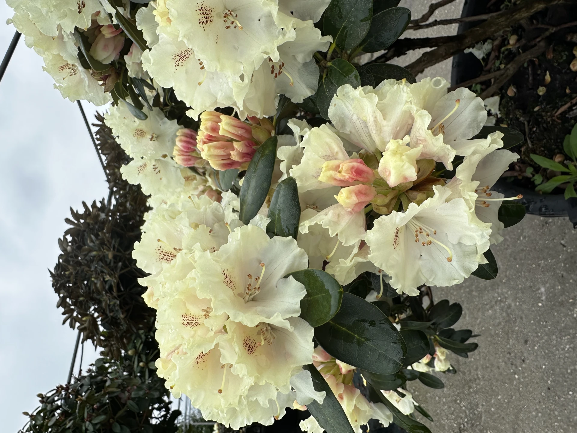 Rhododendron 'Marietta' (Różanecznik 'Marietta')