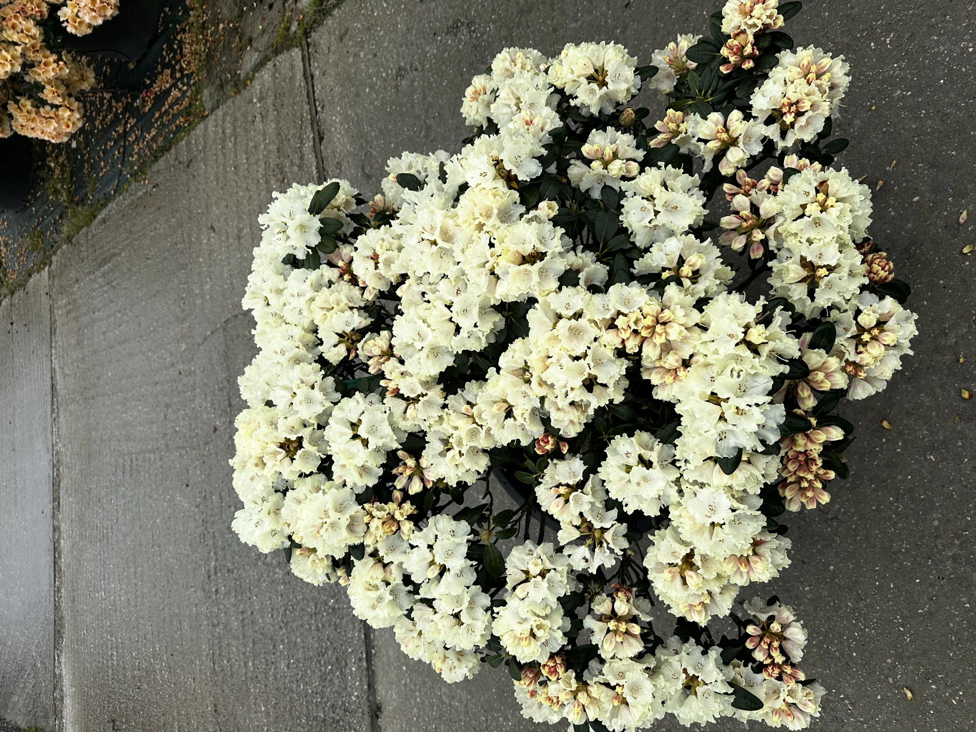 Rhododendron 'Marietta' (Różanecznik 'Marietta')