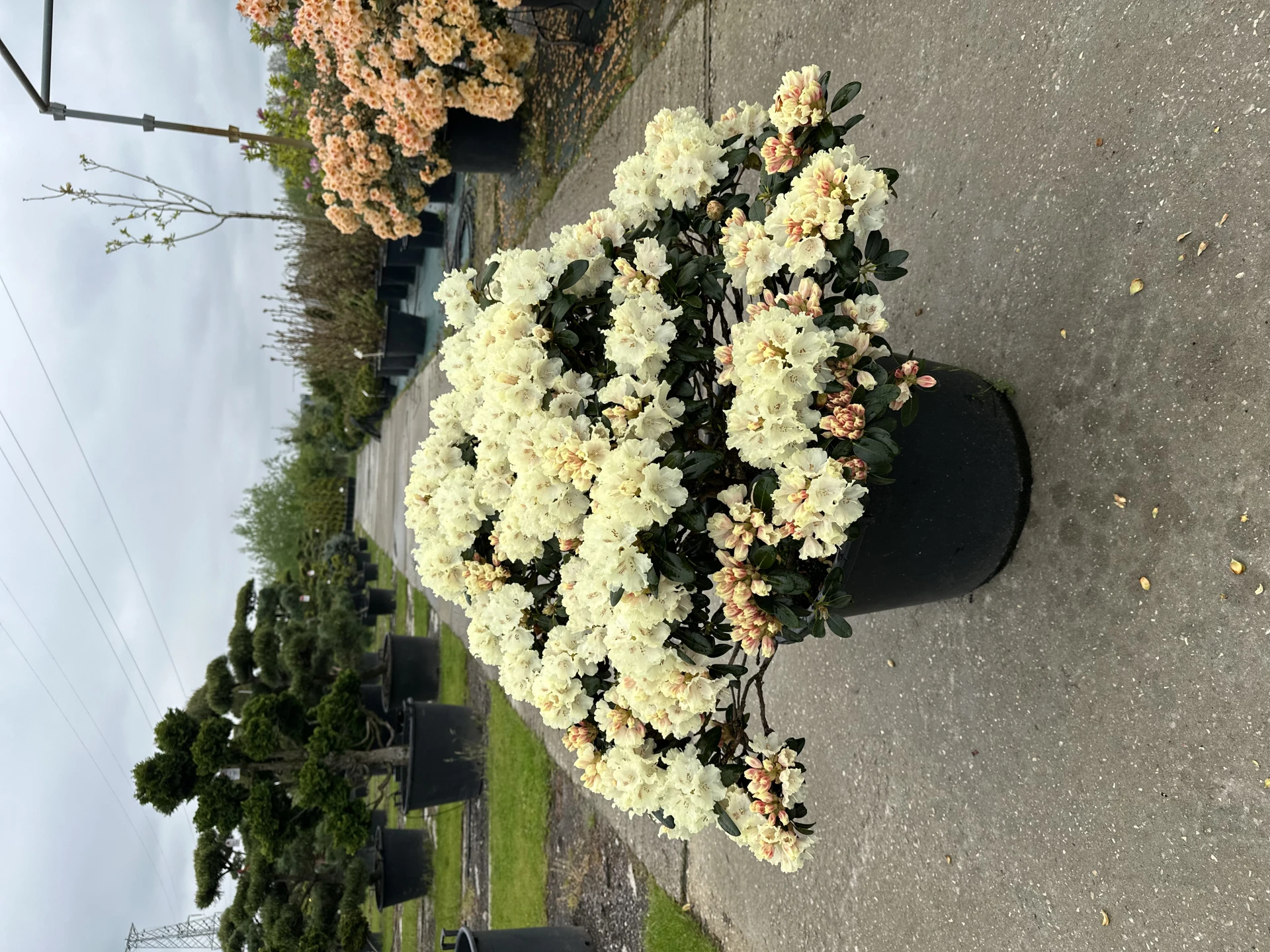 Rhododendron 'Marietta' (Różanecznik 'Marietta')