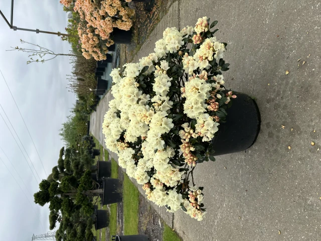 Rhododendron 'Marietta' (Różanecznik 'Marietta')