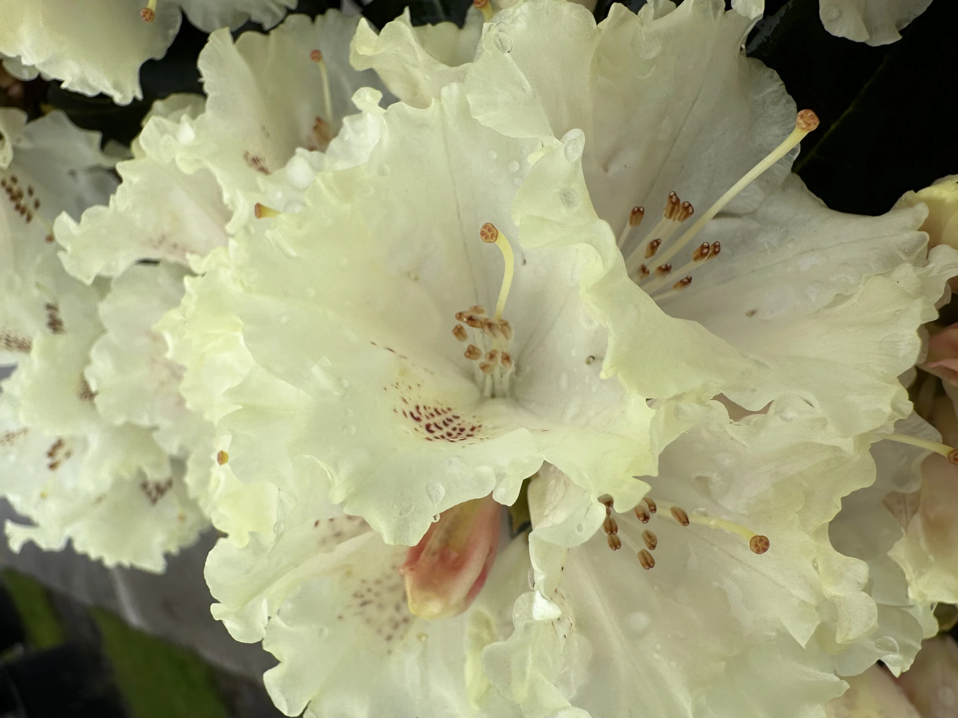 Rhododendron 'Marietta' (Różanecznik 'Marietta')