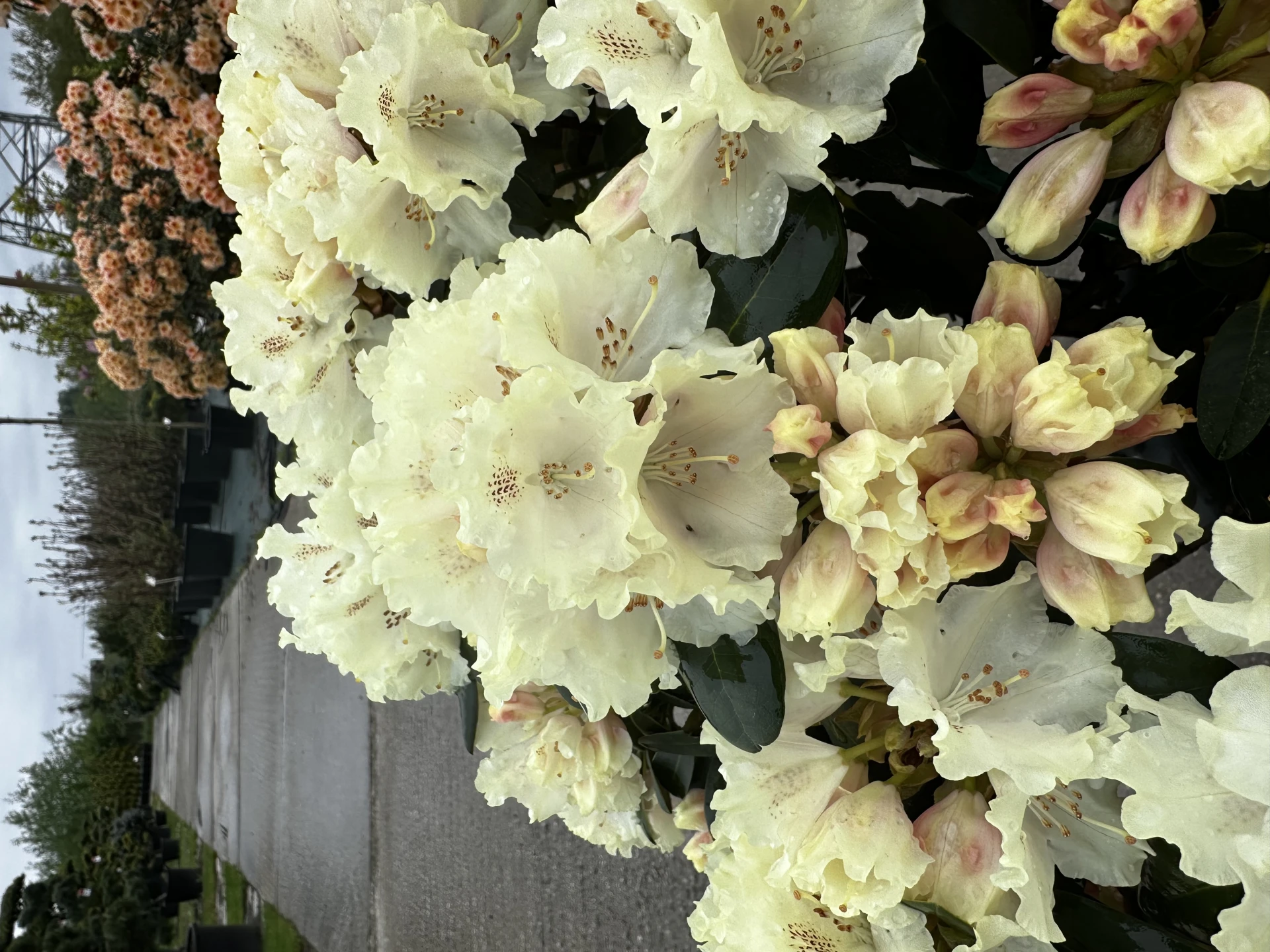 Rhododendron 'Marietta' (Różanecznik 'Marietta')
