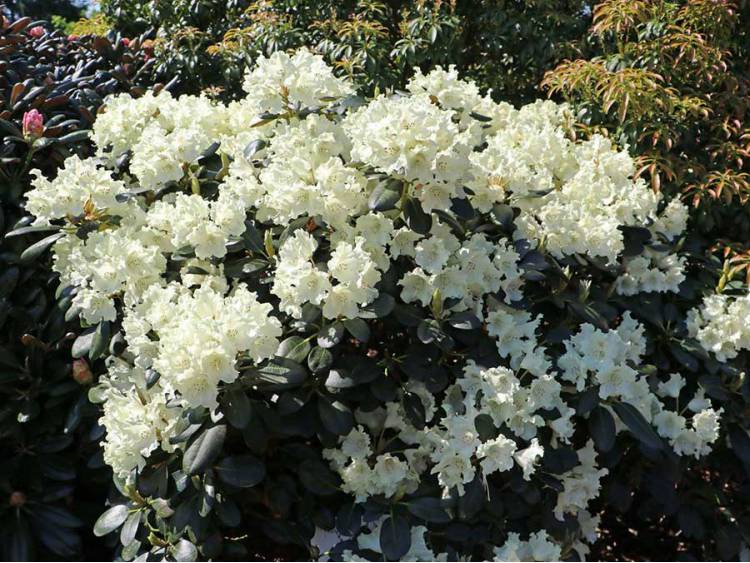 Rhododendron 'Marietta' (Różanecznik 'Marietta')