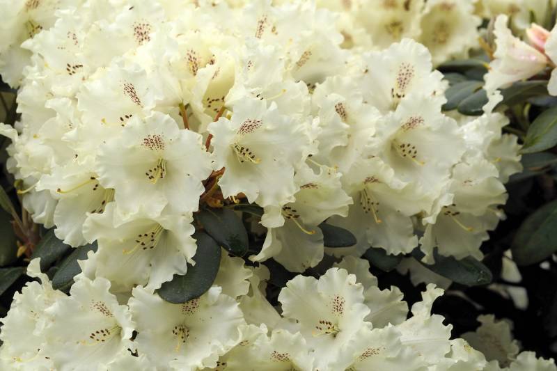 Rhododendron 'Marietta' (Różanecznik 'Marietta')