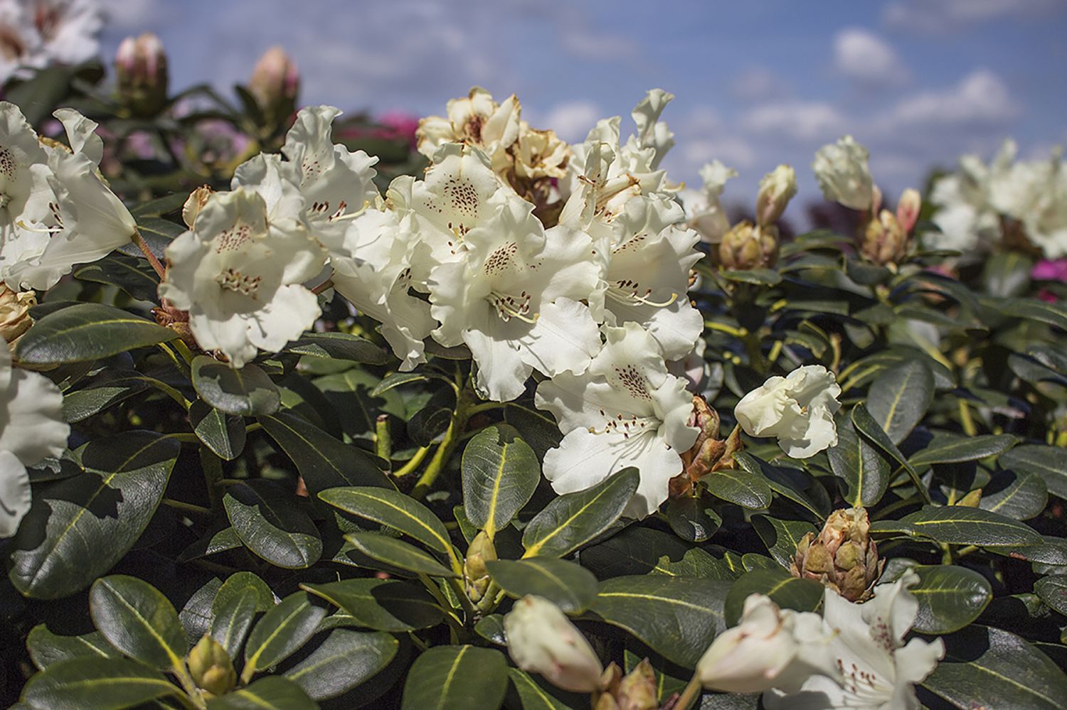 Rhododendron 'Marietta' (Różanecznik 'Marietta')