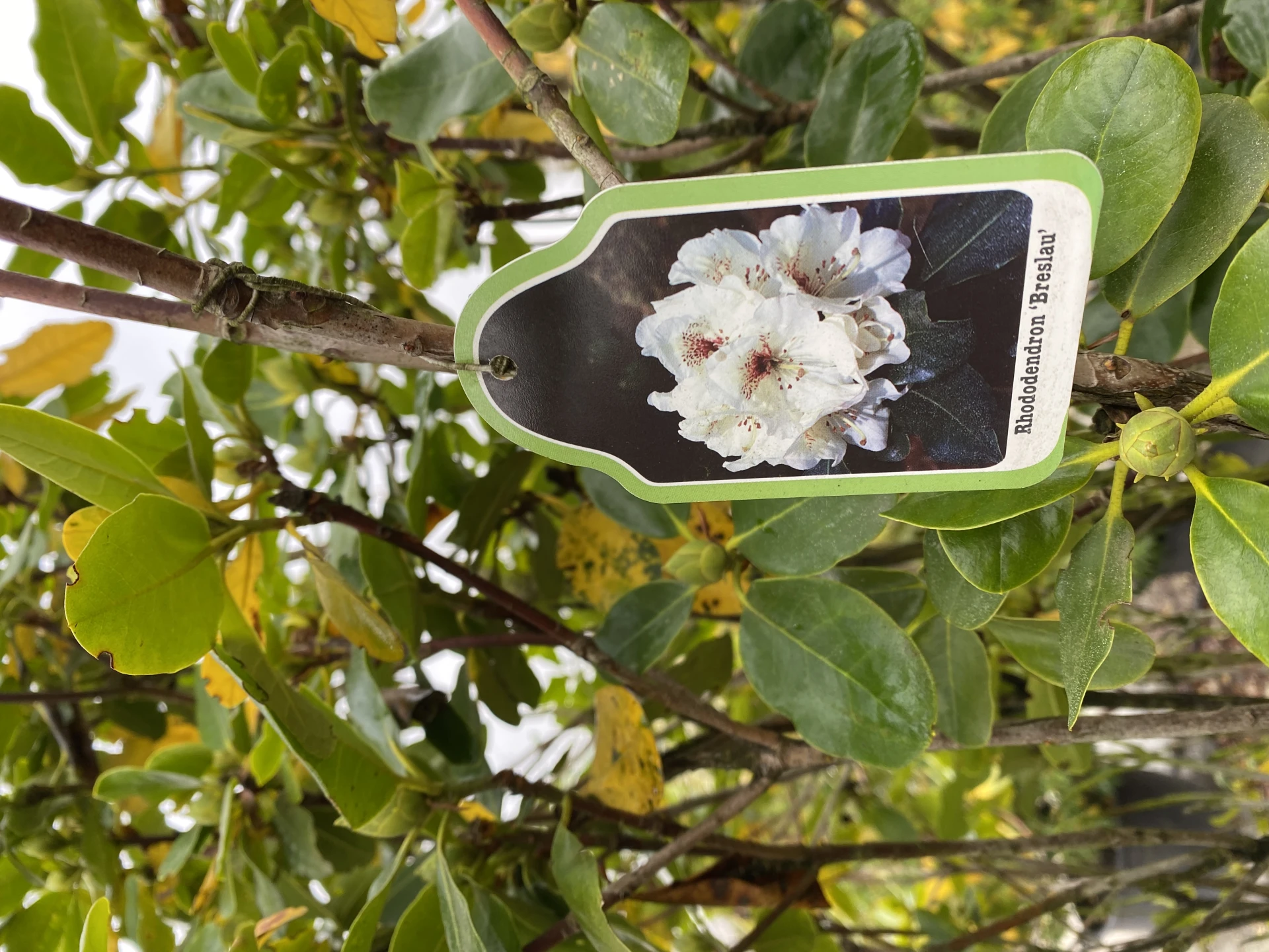 Rhododendron hybide 'Breslau' (Różanecznik hydrida 'Breslau')