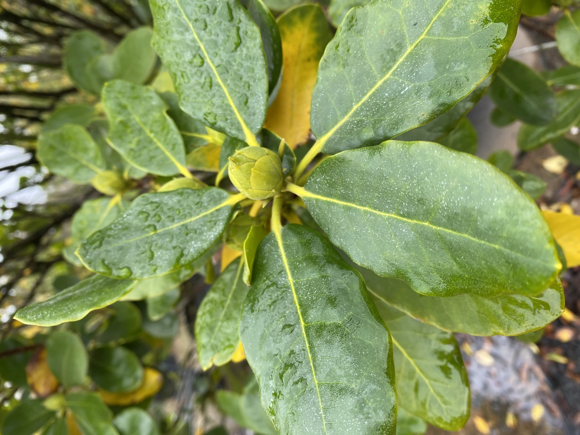 Rhododendron hybide 'Breslau' (Różanecznik hydrida 'Breslau')