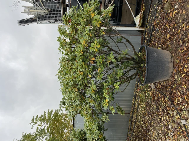 Rhododendron hybide 'Breslau' (Różanecznik hydrida 'Breslau')