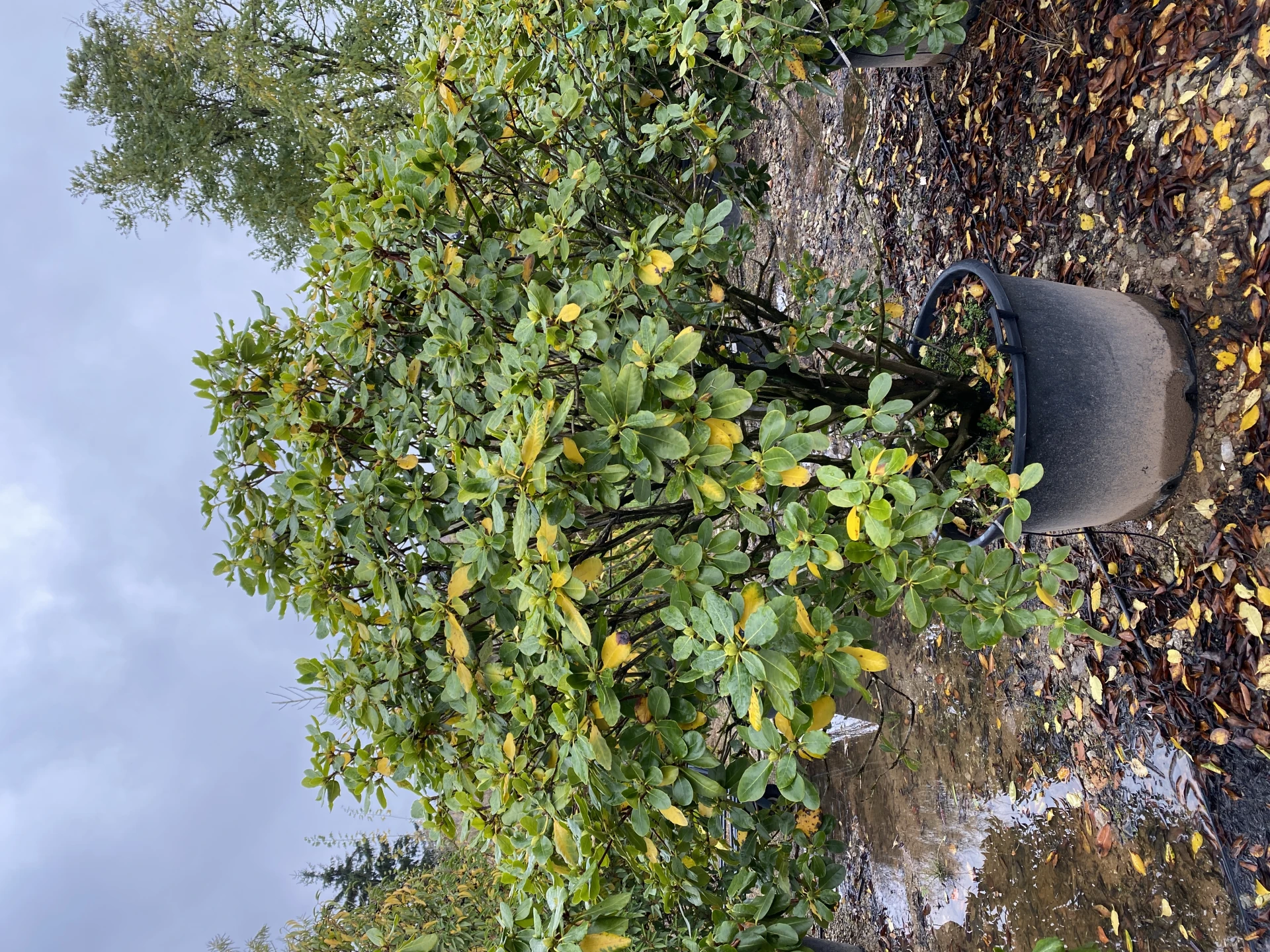Rhododendron hybide 'Breslau' (Różanecznik hydrida 'Breslau')