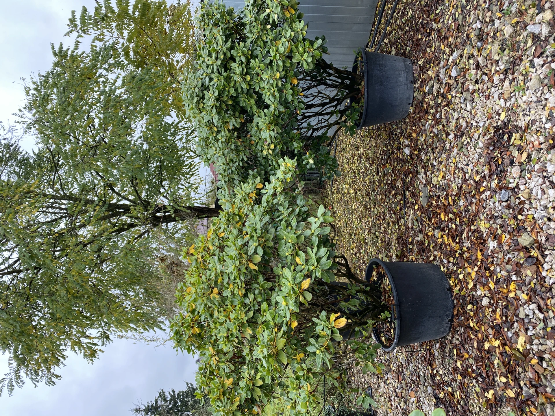 Rhododendron hybide 'Breslau' (Różanecznik hydrida 'Breslau')