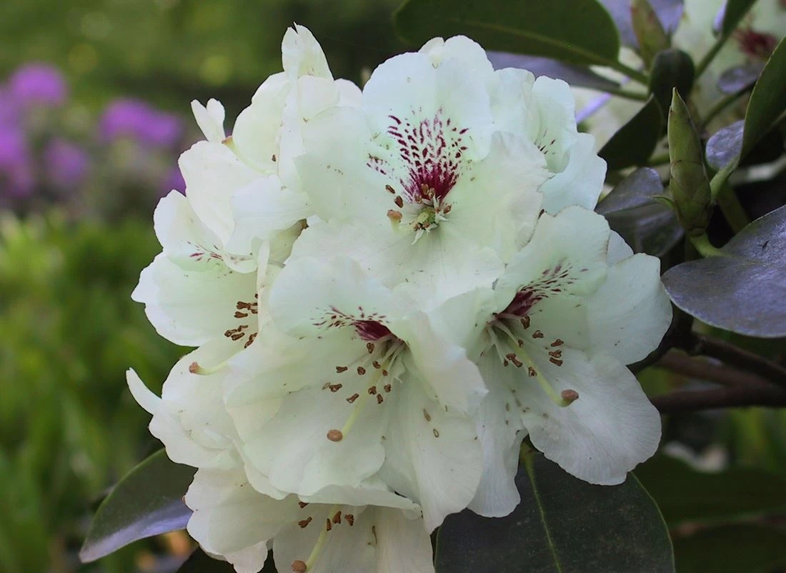 Rhododendron hybide 'Breslau' (Różanecznik hydrida 'Breslau')