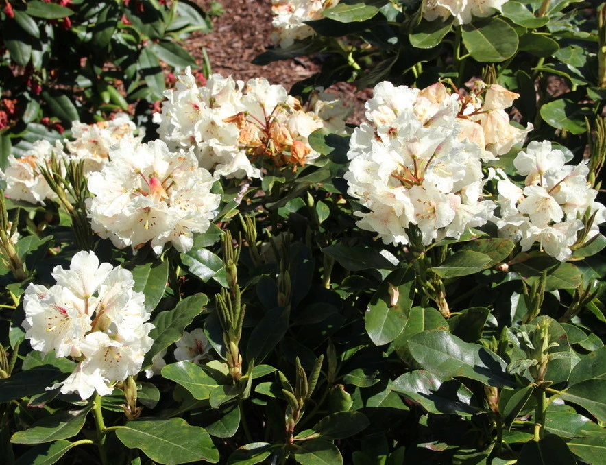 Rhododendron hybide 'Breslau' (Różanecznik hydrida 'Breslau')