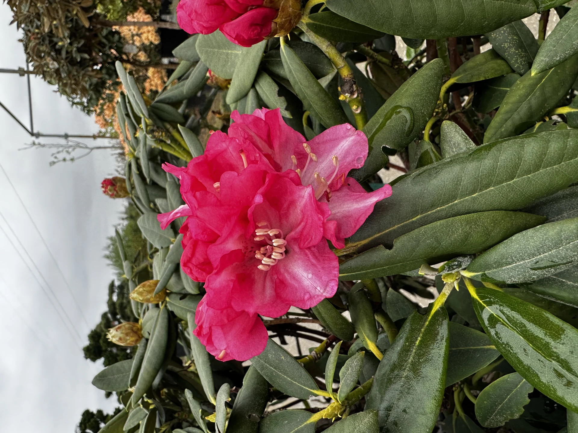 Rhododendron 'Tina Heinje' (Różanecznik 'Tina Heinje')