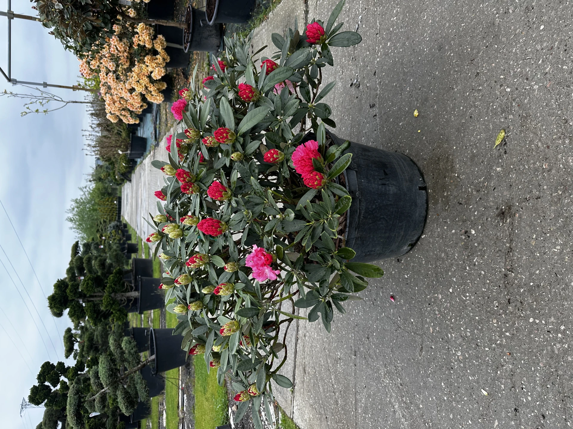 Rhododendron 'Tina Heinje' (Różanecznik 'Tina Heinje')