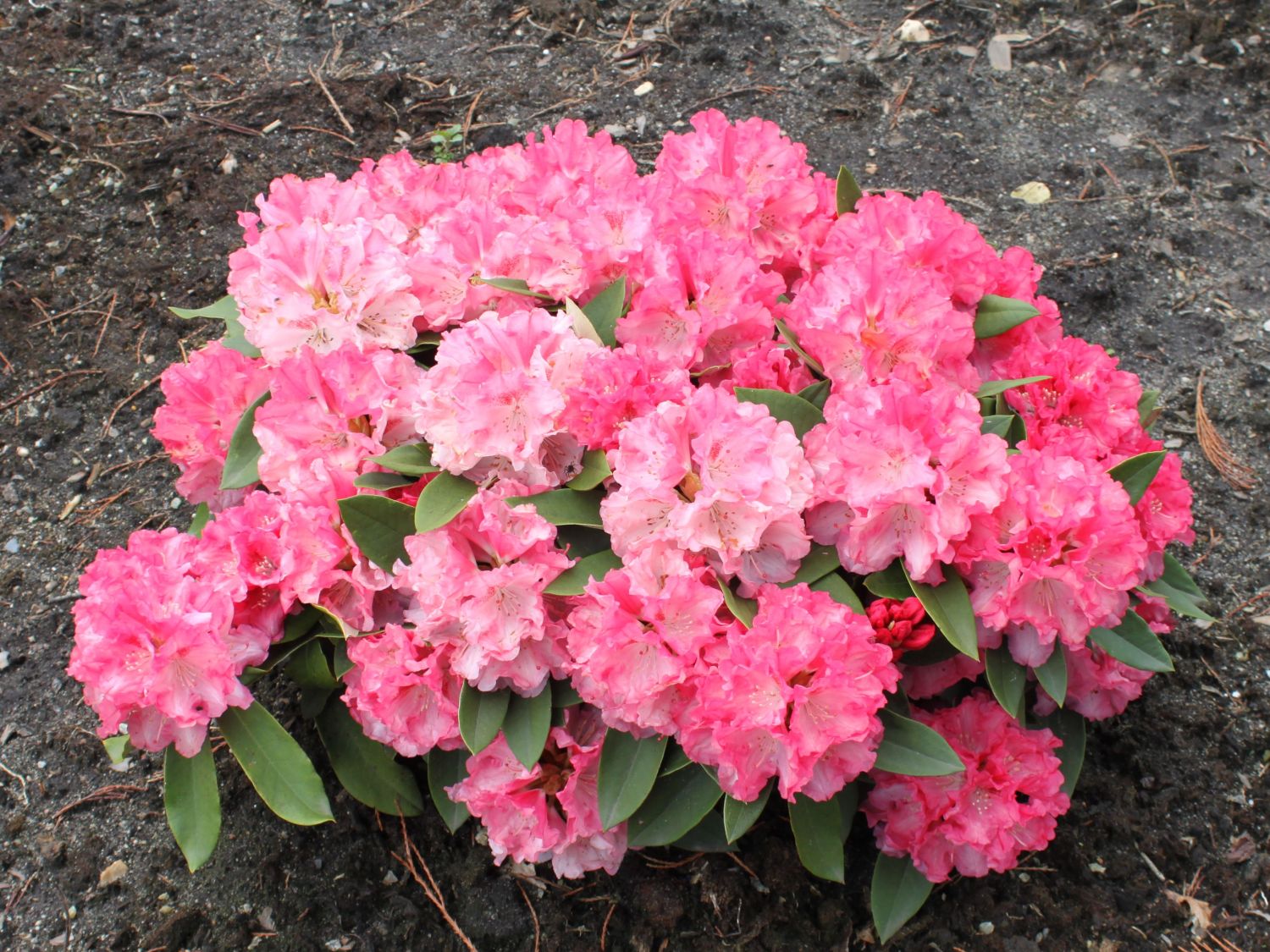 Rhododendron 'Tina Heinje' (Różanecznik 'Tina Heinje')