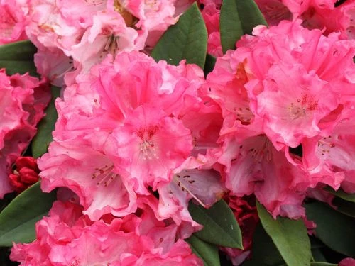 Rhododendron 'Tina Heinje' (Różanecznik 'Tina Heinje')