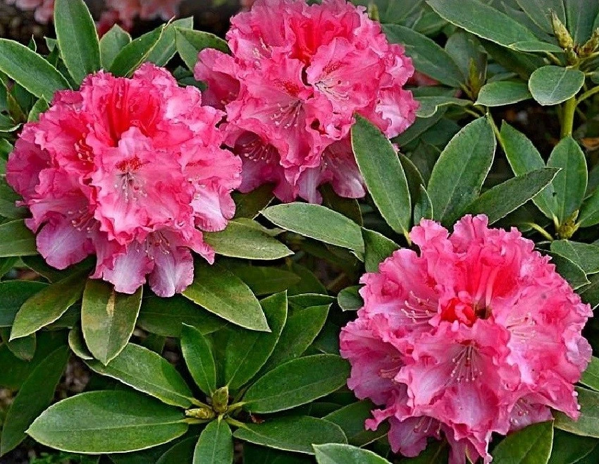 Rhododendron 'Tina Heinje' (Różanecznik 'Tina Heinje')