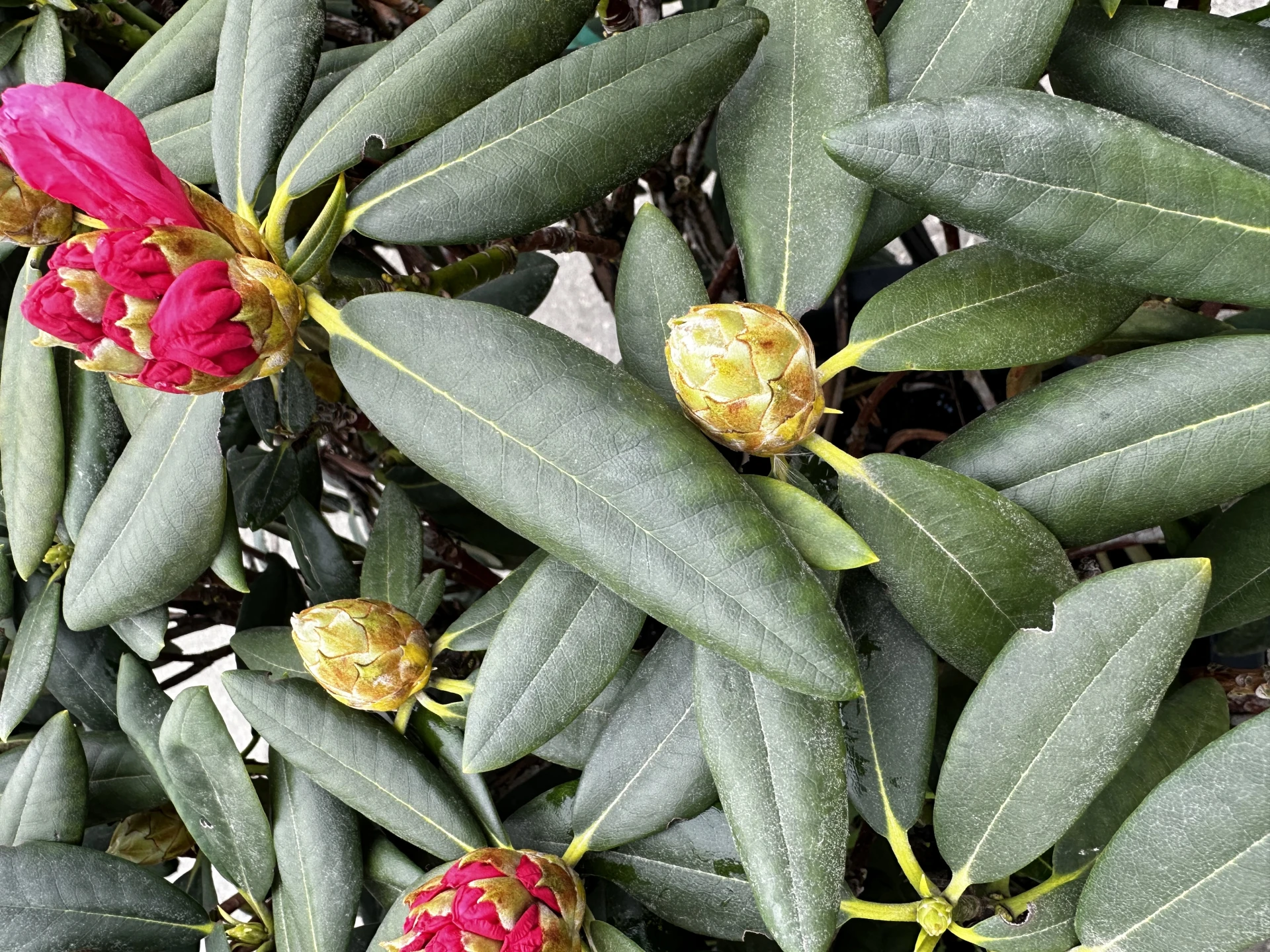 Rhododendron 'Tina Heinje' (Różanecznik 'Tina Heinje')
