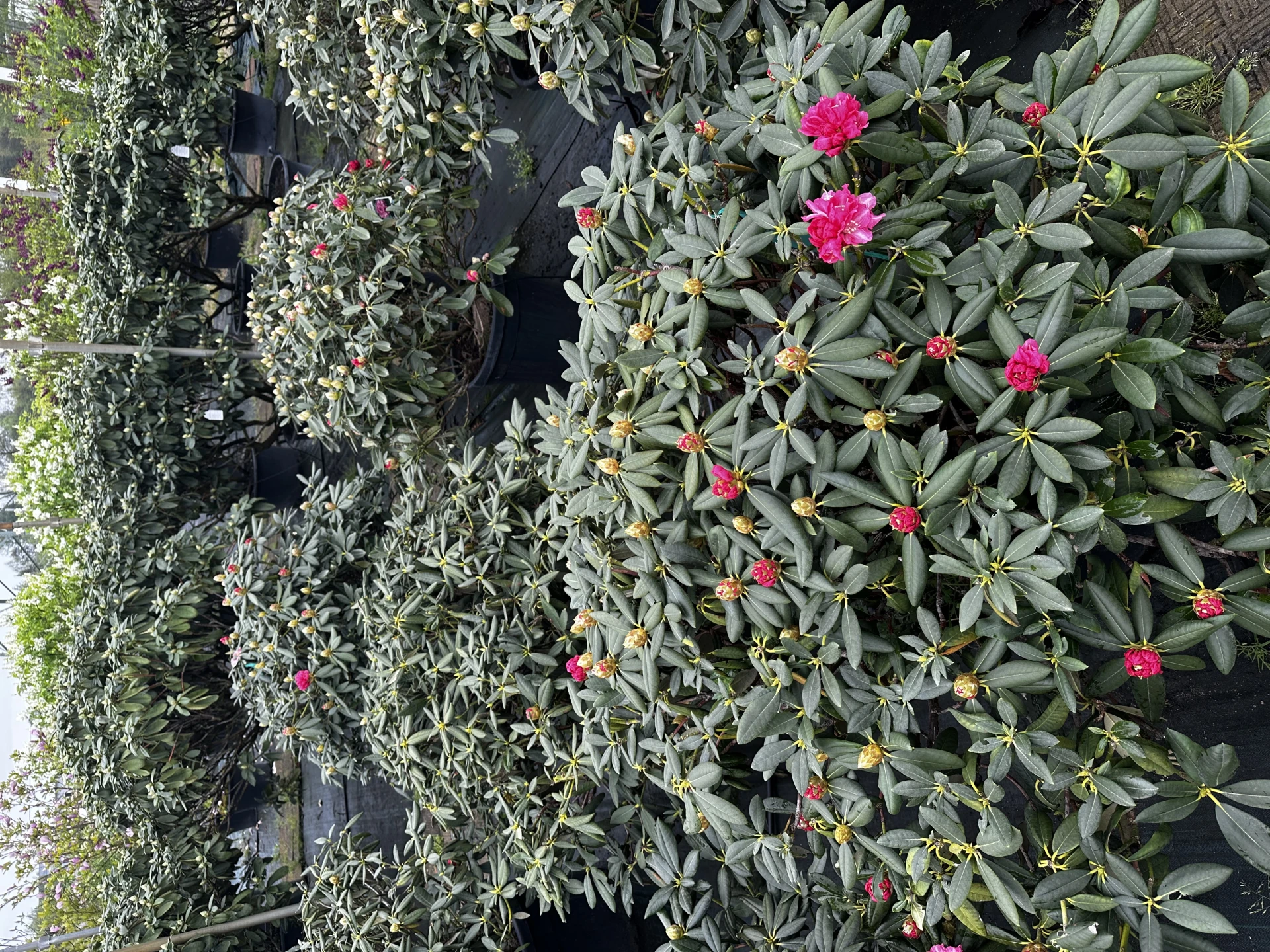 Rhododendron 'Tina Heinje' (Różanecznik 'Tina Heinje')
