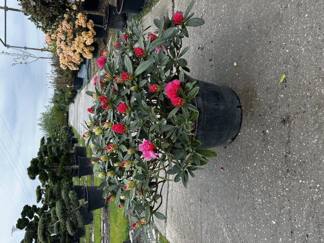 Rhododendron 'Tina Heinje' (Różanecznik 'Tina Heinje')