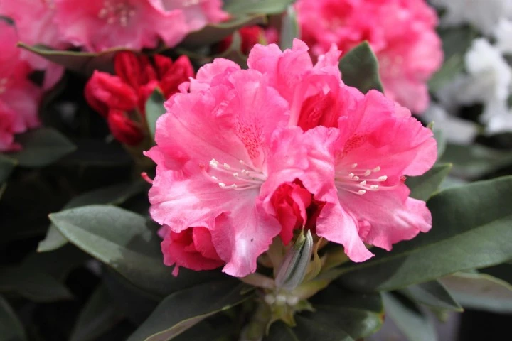 Rhododendron 'Tina Heinje' (Różanecznik 'Tina Heinje')