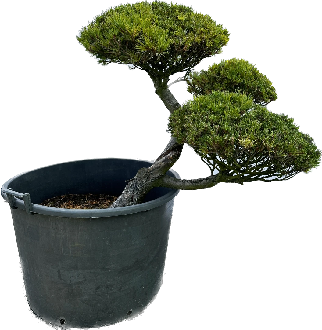 Pinus strobus 'Krügers Lilliput' (Sosna wejmutka 'Krügers Lilliput')