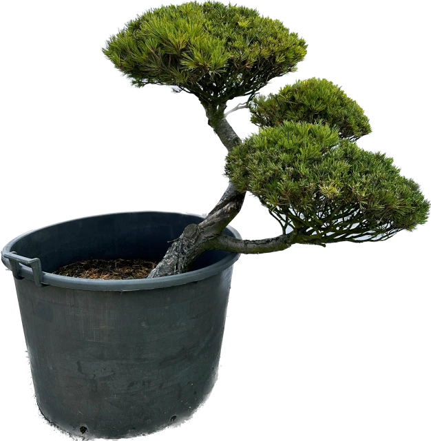 Pinus strobus 'Krügers Lilliput' (Sosna wejmutka 'Krügers Lilliput')