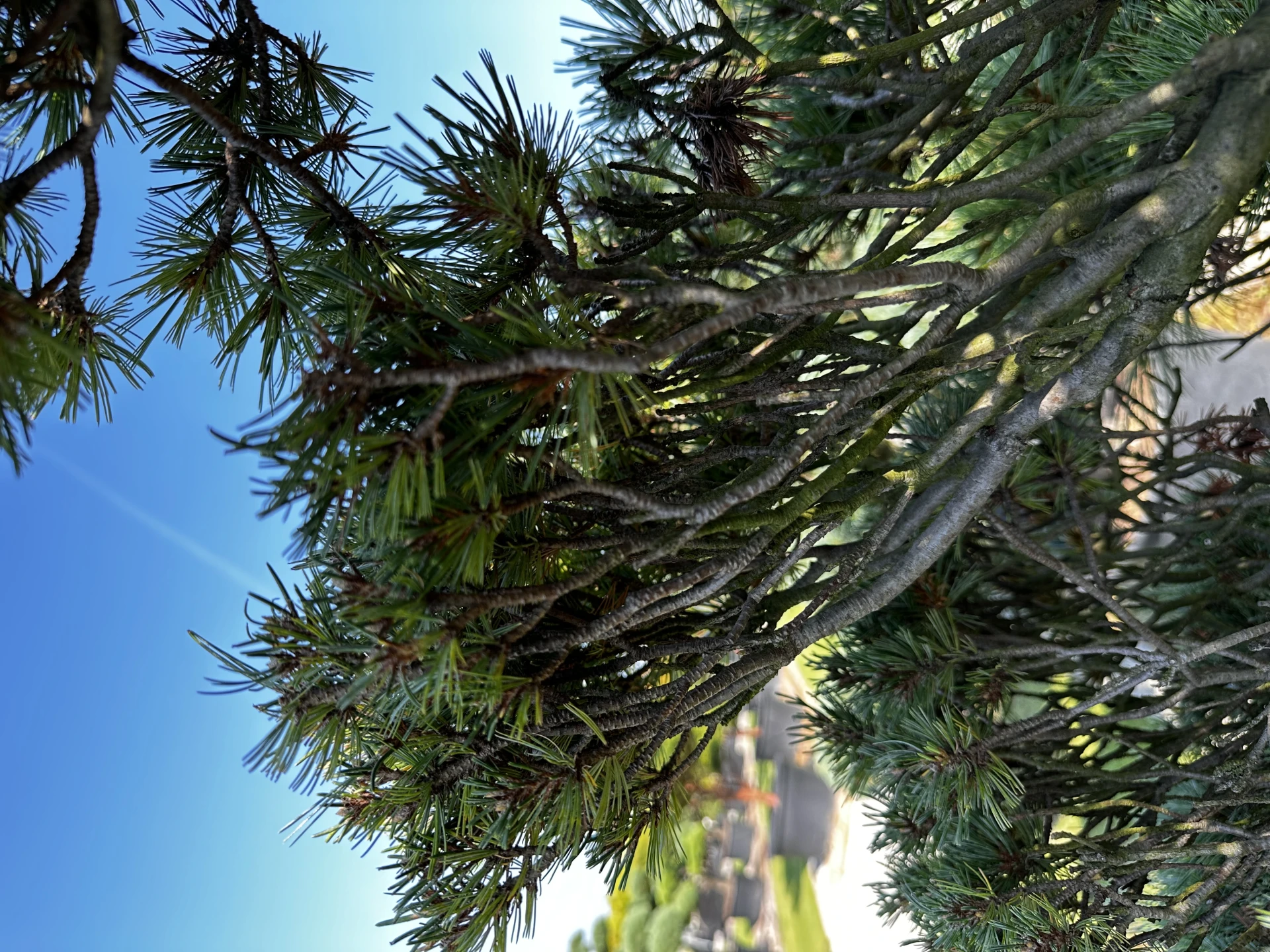 Pinus strobus 'Krügers Lilliput' (Sosna wejmutka 'Krügers Lilliput')