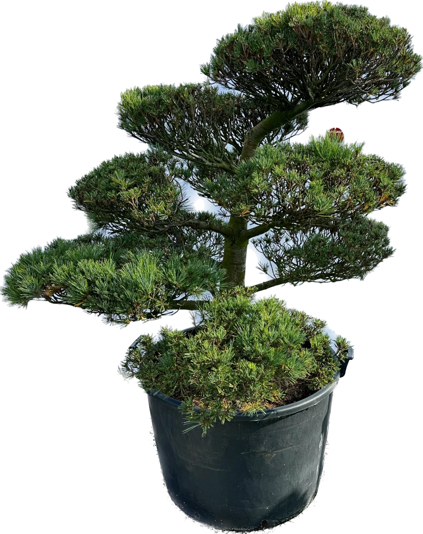Pinus strobus 'Krügers Lilliput' (Sosna wejmutka 'Krügers Lilliput')