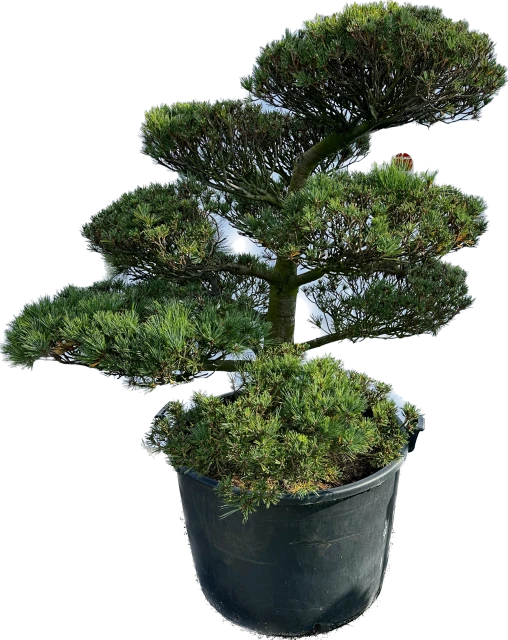 Pinus strobus 'Krügers Lilliput' (Sosna wejmutka 'Krügers Lilliput')