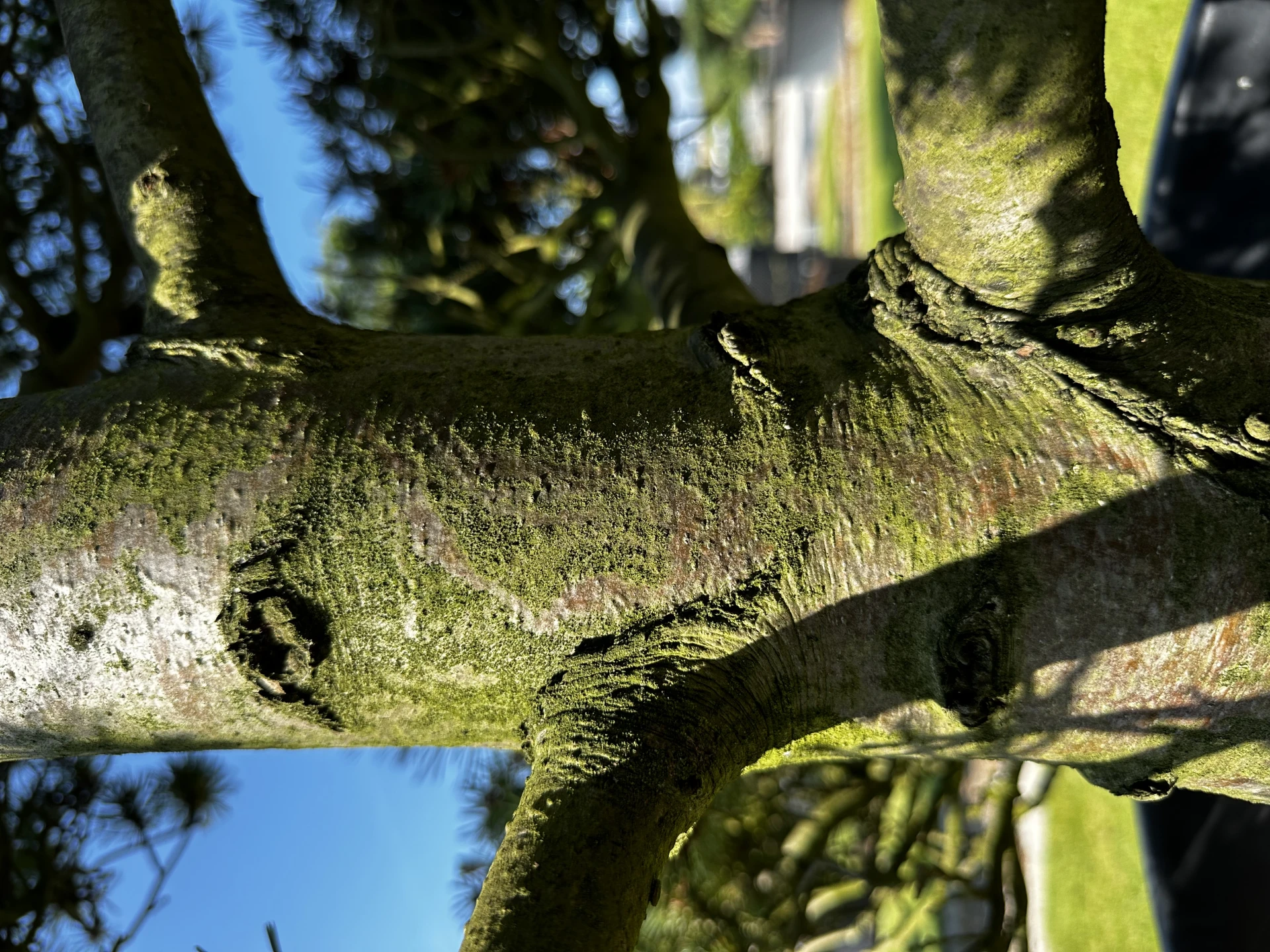 Pinus strobus 'Krügers Lilliput' (Sosna wejmutka 'Krügers Lilliput')