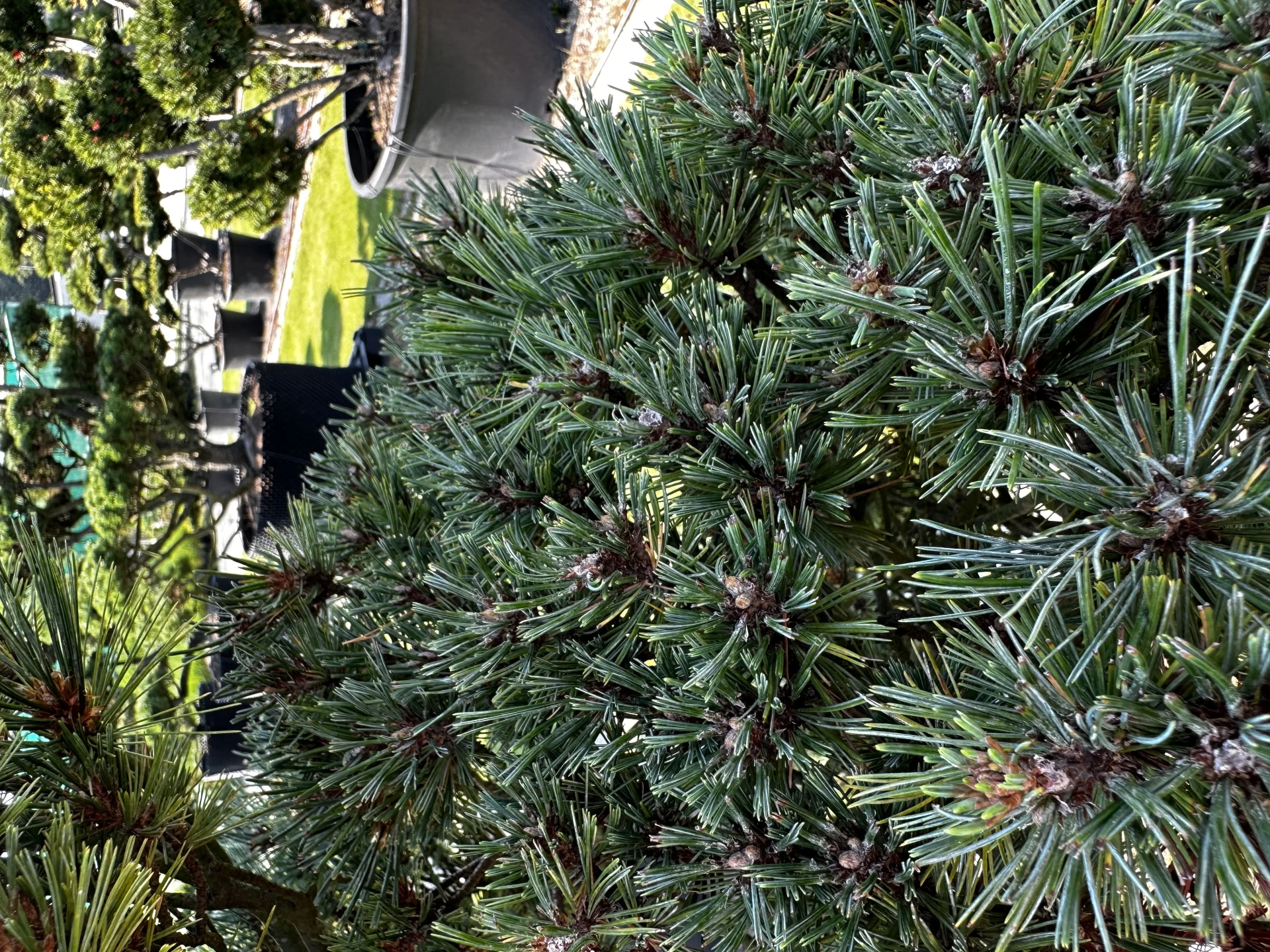 Pinus strobus 'Krügers Lilliput' (Sosna wejmutka 'Krügers Lilliput')