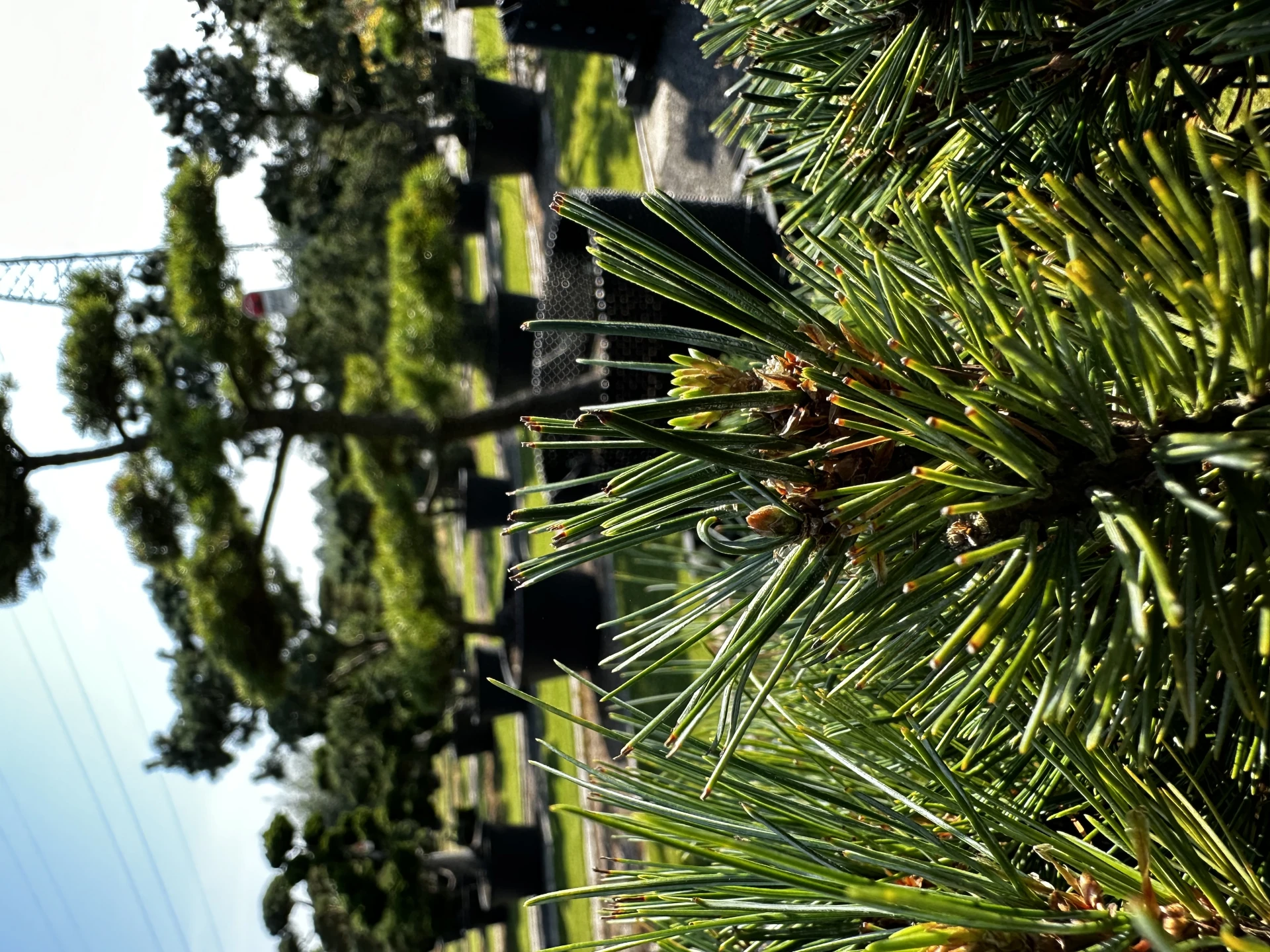 Pinus strobus 'Krügers Lilliput' (Sosna wejmutka 'Krügers Lilliput')