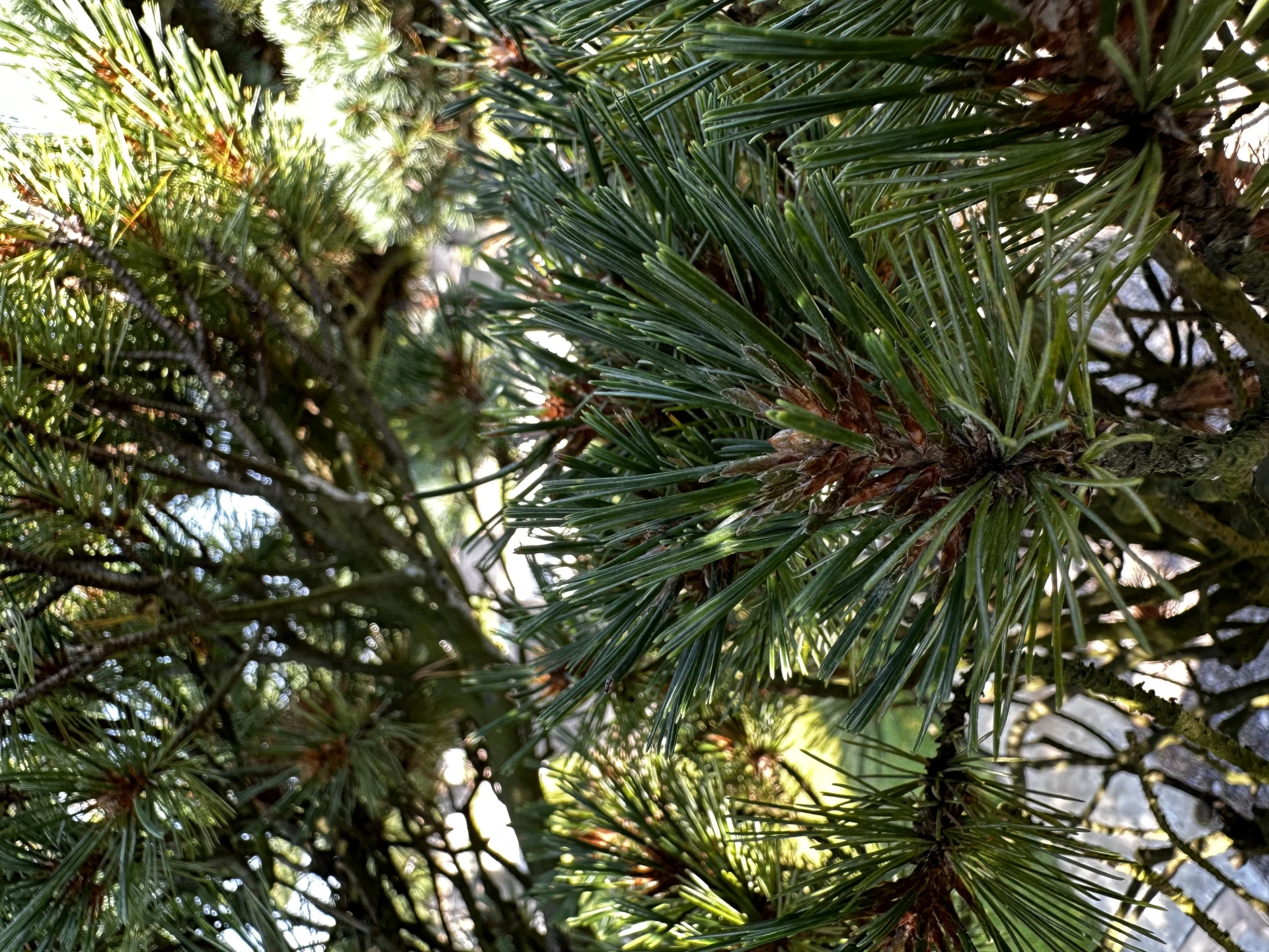 Pinus strobus 'Krügers Lilliput' (Sosna wejmutka 'Krügers Lilliput')